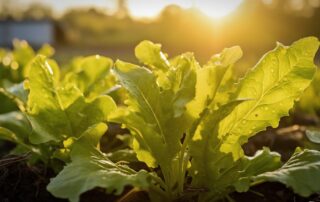 Natural Pain Relief: Wild Lettuce